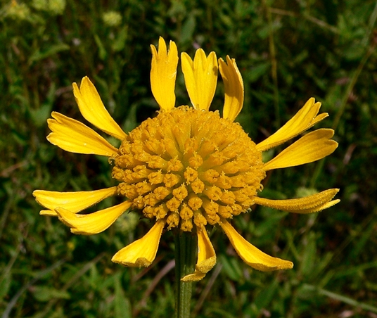 {Balduina uniflora}